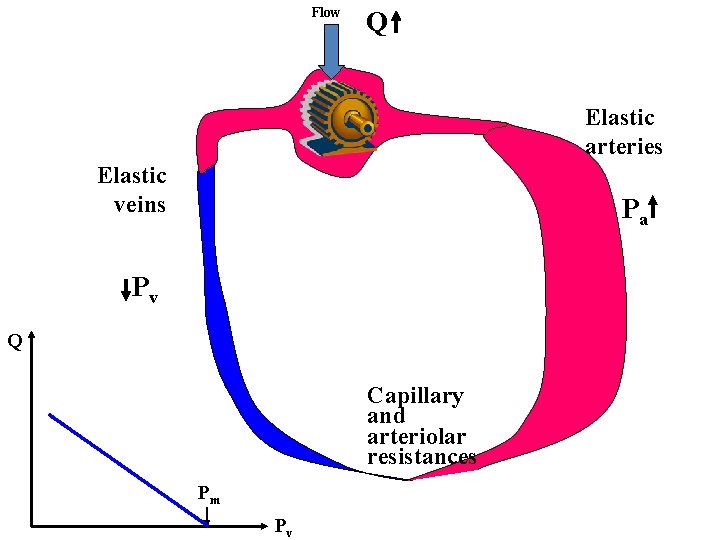 Flow Q Elastic arteries Elastic veins Pa Pv Q Capillary and arteriolar resistances Pm