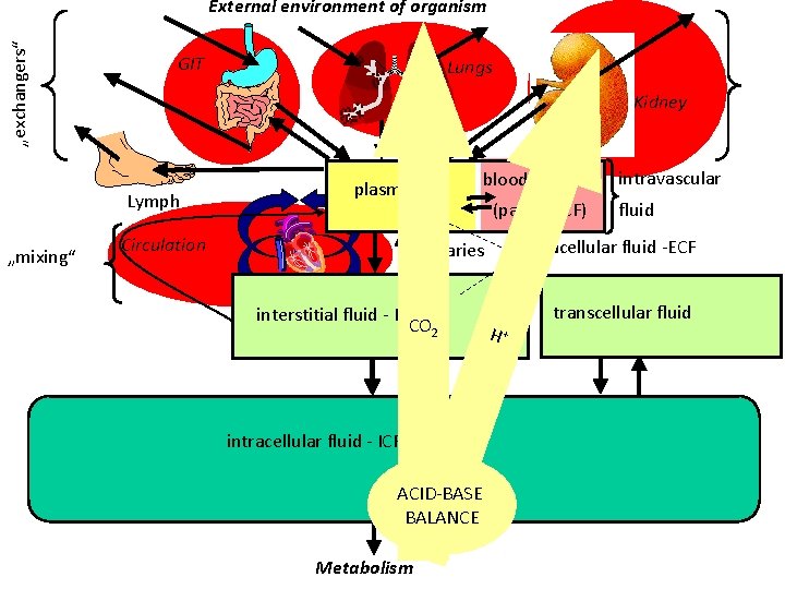 „exchangers“ External environment of organism GIT Kidney Lymph „mixing“ Lungs plasma Circulation blood cells