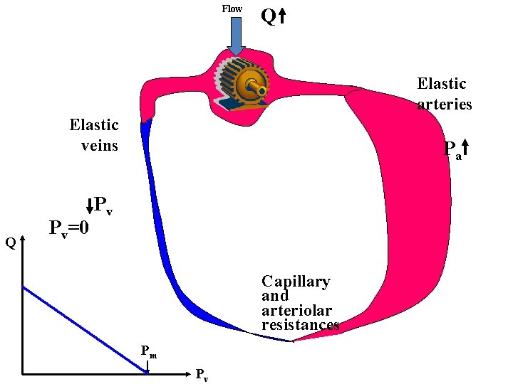 Flow Q Elastic arteries Elastic veins Q Pv=0 Pa Pv Capillary and arteriolar resistances