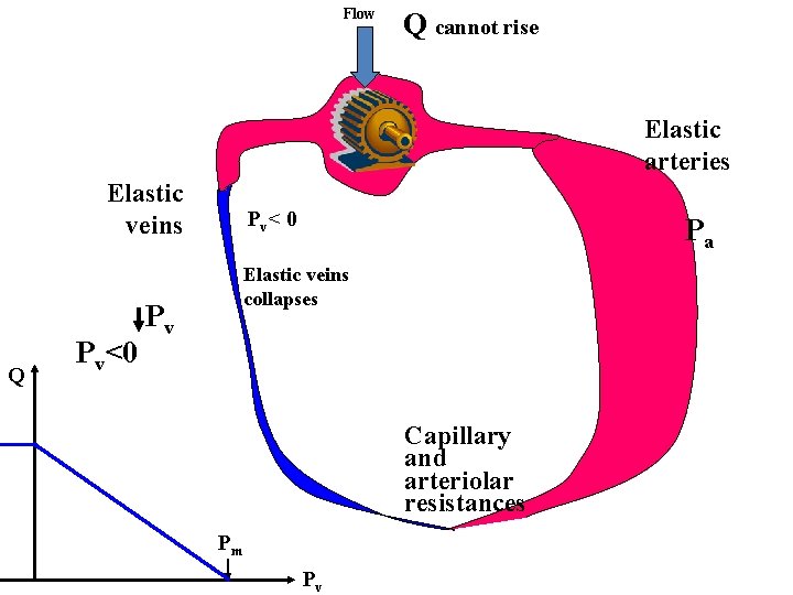 Flow Q cannot rise Elastic arteries Elastic veins Q Pv<0 Pv < 0 Pa