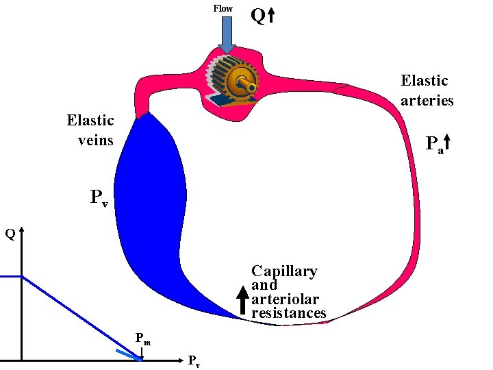 Flow Q Elastic arteries Elastic veins Pa Pv Q Capillary and arteriolar resistances Pm