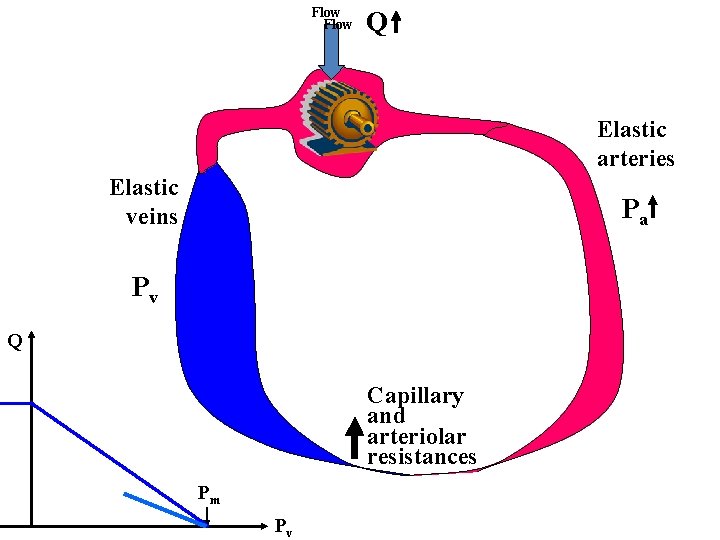 Flow Q Elastic arteries Elastic veins Pa Pv Q Capillary and arteriolar resistances Pm
