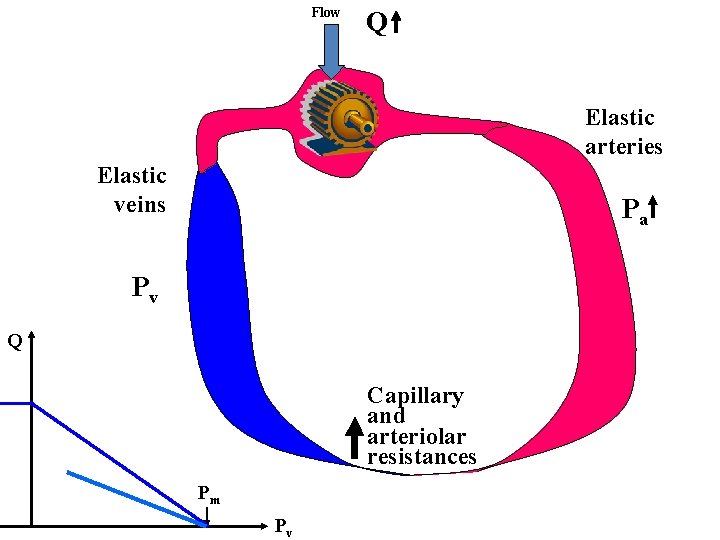 Flow Q Elastic arteries Elastic veins Pa Pv Q Capillary and arteriolar resistances Pm