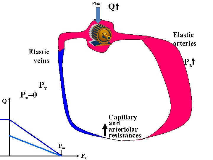 Flow Q Elastic arteries Elastic veins Q Pv=0 Pa Pv Capillary and arteriolar resistances