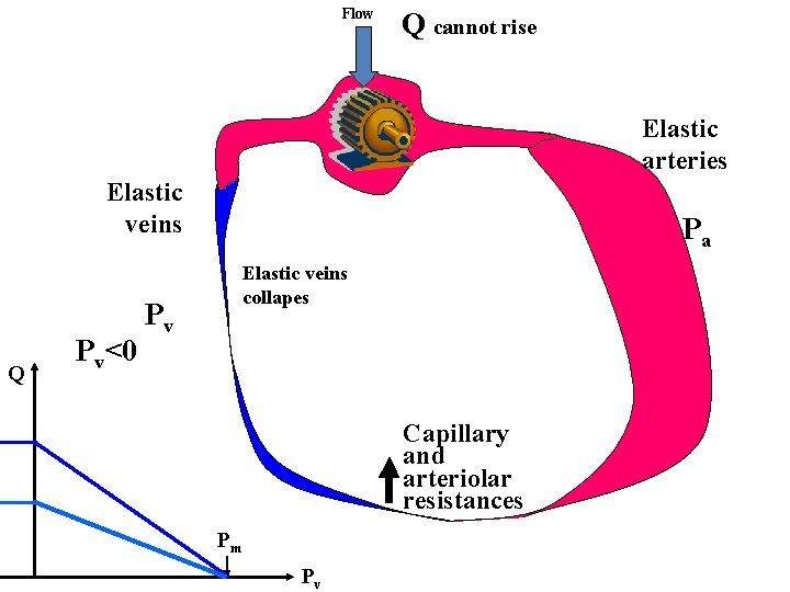 Flow Q cannot rise Elastic arteries Elastic veins Q Pv<0 Pa Elastic veins collapes