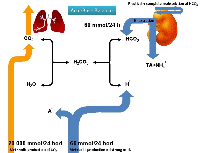 Practically complete reabsorbtion of HCO 3 - Acid-Base Balance H+ excretion 60 mmol/24 h