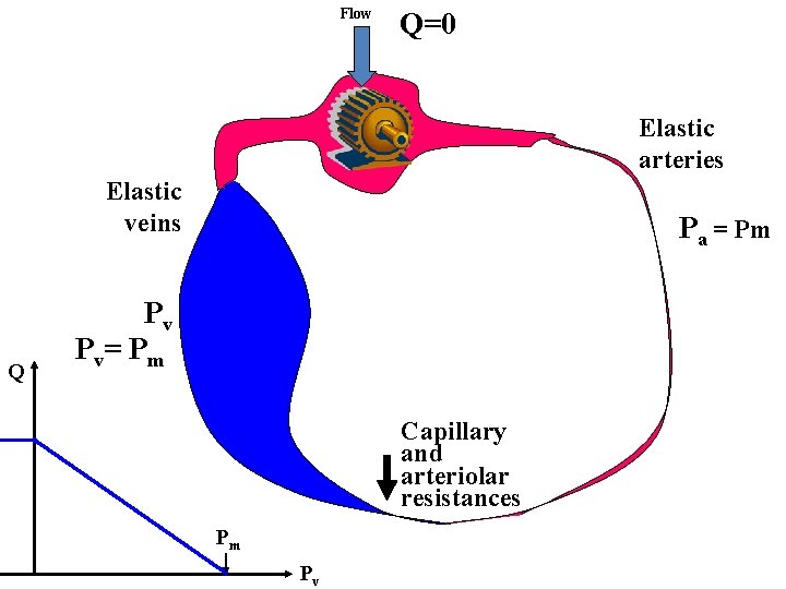 Flow Q=0 Elastic arteries Elastic veins Q Pa = Pm Pv Pv= Pm Capillary