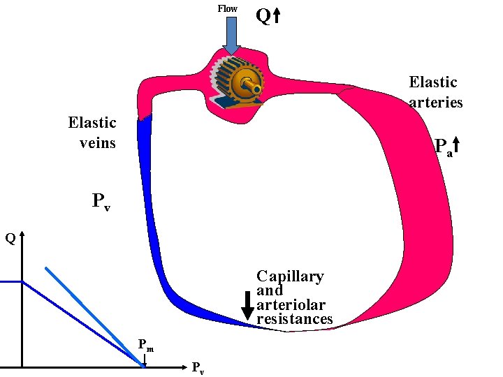 Flow Q Elastic arteries Elastic veins Pa Pv Q Capillary and arteriolar resistances Pm