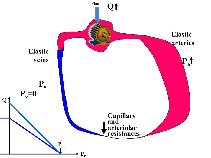 Flow Q Elastic arteries Elastic veins Q Pv=0 Pa Pv Capillary and arteriolar resistances