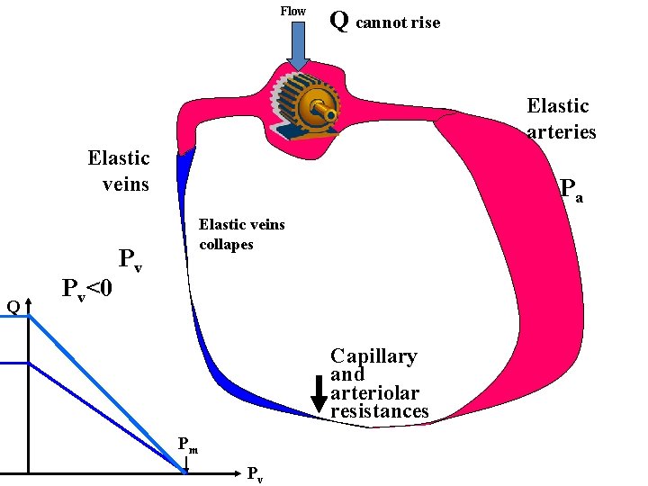 Flow Q cannot rise Elastic arteries Elastic veins Q Pv<0 Pa Elastic veins collapes