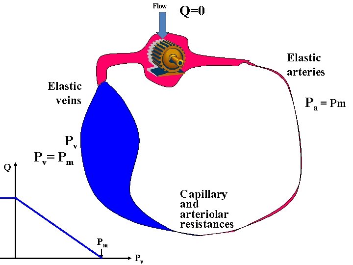 Flow Q=0 Elastic arteries Elastic veins Q Pa = Pm Pv Pv= Pm Capillary
