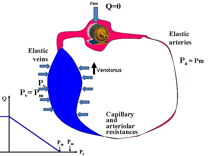 Flow Q=0 Elastic arteries Elastic veins Pa = Pm Venotonus Q Pv Pv= Pm