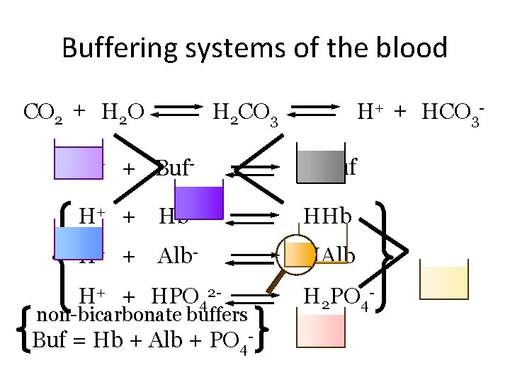 Buffering systems of the blood CO 2 + H 2 O H+ + HCO