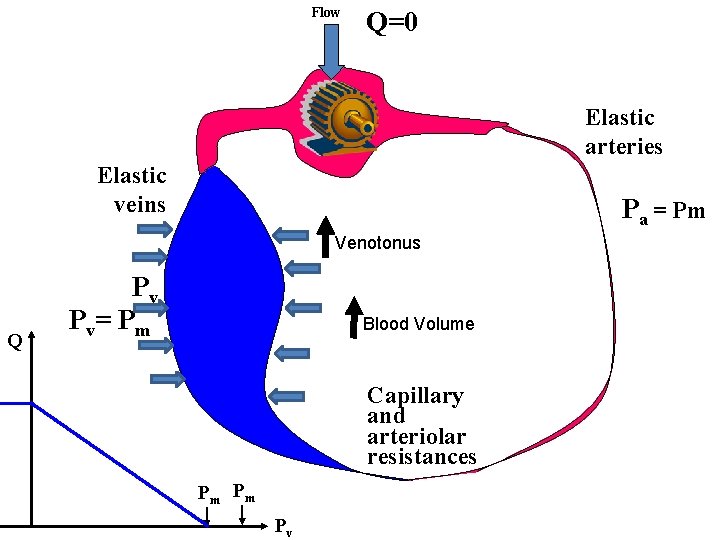 Flow Q=0 Elastic arteries Elastic veins Pa = Pm Venotonus Q Pv Pv= Pm