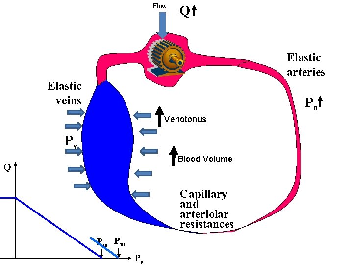 Flow Q Elastic arteries Elastic veins Pa Venotonus Pv Blood Volume Q Capillary and