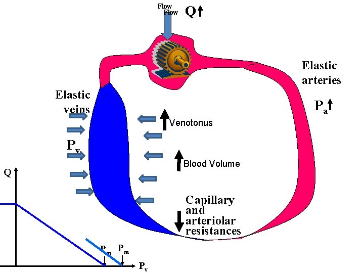 Flow Q Elastic arteries Elastic veins Pa Venotonus Pv Blood Volume Q Capillary and