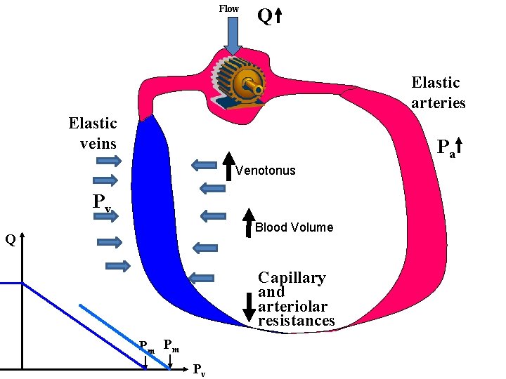 Flow Q Elastic arteries Elastic veins Pa Venotonus Pv Blood Volume Q Capillary and