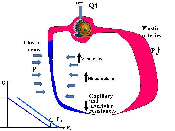 Flow Q Elastic arteries Elastic veins Pa Venotonus Pv Blood Volume Q Capillary and