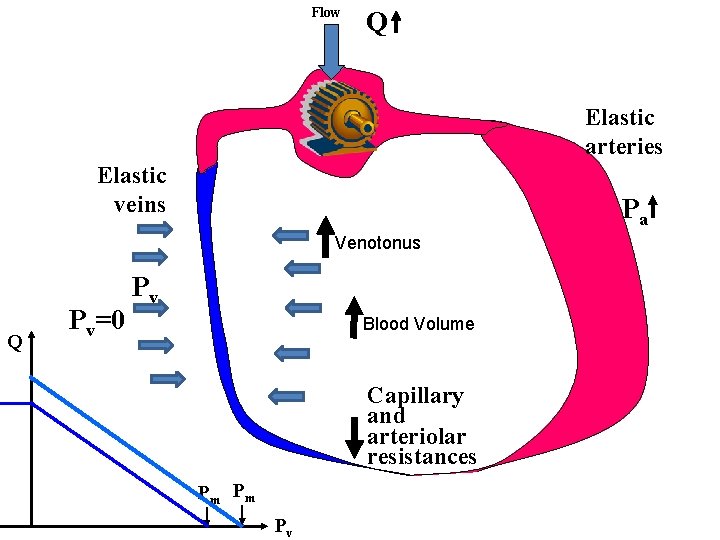 Flow Q Elastic arteries Elastic veins Pa Venotonus Q Pv=0 Pv Blood Volume Capillary