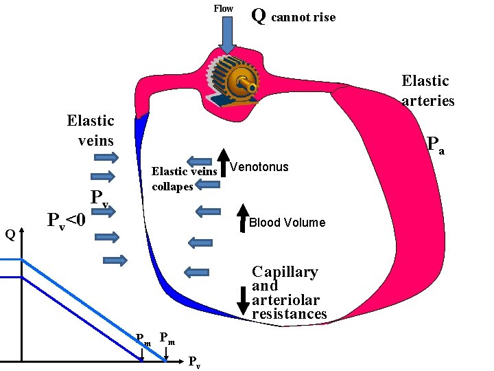 Flow Q cannot rise Elastic arteries Elastic veins Q Pv<0 Pv Pa Elastic veins