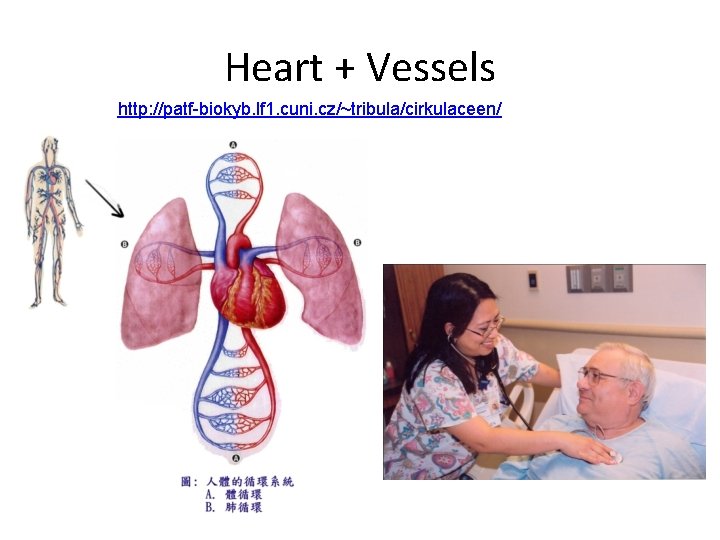 Heart + Vessels http: //patf-biokyb. lf 1. cuni. cz/~tribula/cirkulaceen/ 