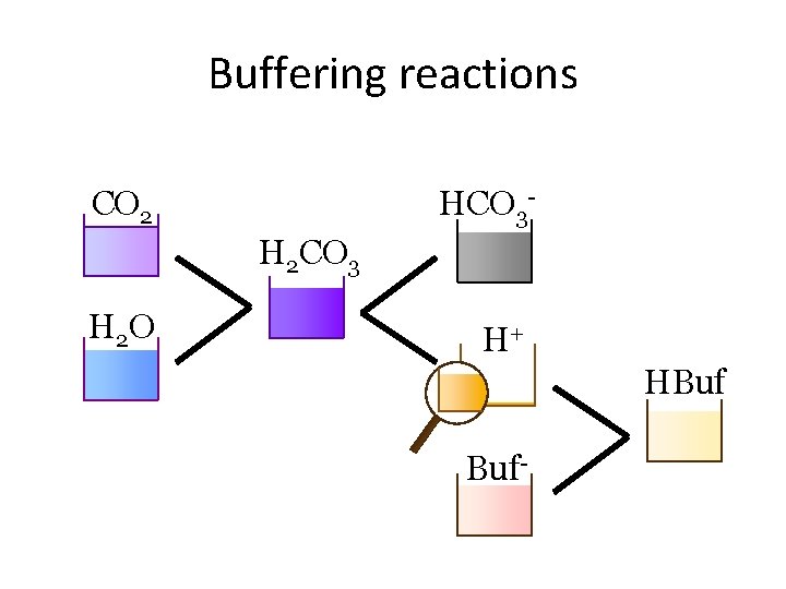 Buffering reactions HCO 3 - CO 2 H 2 CO 3 H 2 O