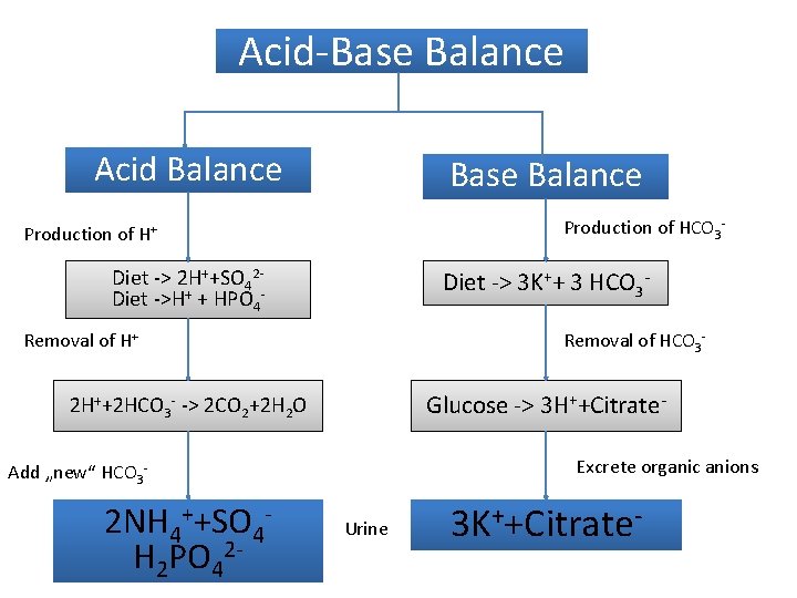 Acid-Base Balance Acid Balance Base Balance Production of HCO 3 - Production of H+