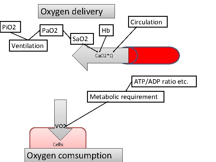 Oxygen delivery Pi. O 2 Pa. O 2 Ventilation Sa. O 2 Hb Circulation