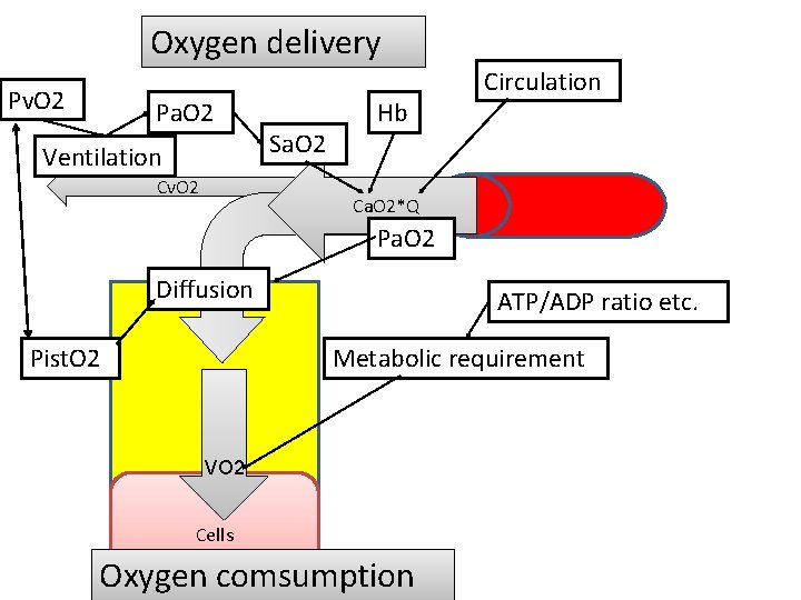 Oxygen delivery Pv. O 2 Pa. O 2 Ventilation Cv. O 2 Sa. O