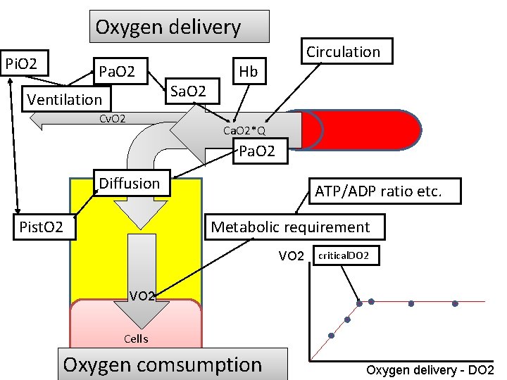 Oxygen delivery Pi. O 2 Pa. O 2 Ventilation Cv. O 2 Sa. O