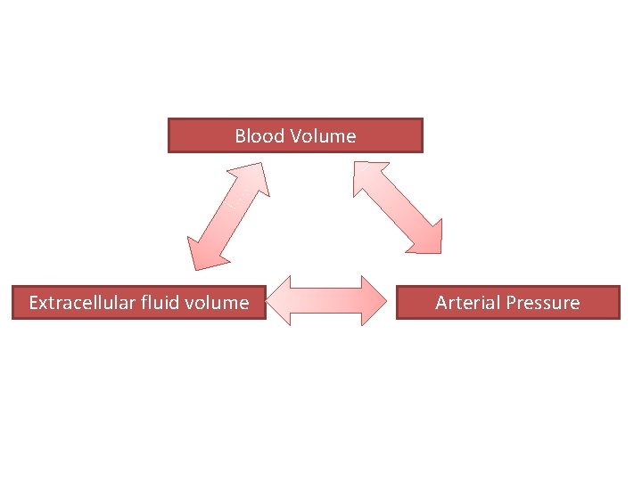 Blood Volume Extracellular fluid volume Arterial Pressure 