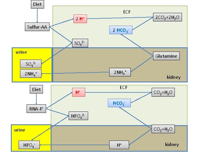 Diet ECF 2 H+ Sulfur-AA 2 CO 2+2 H 2 O 2 HCO 3