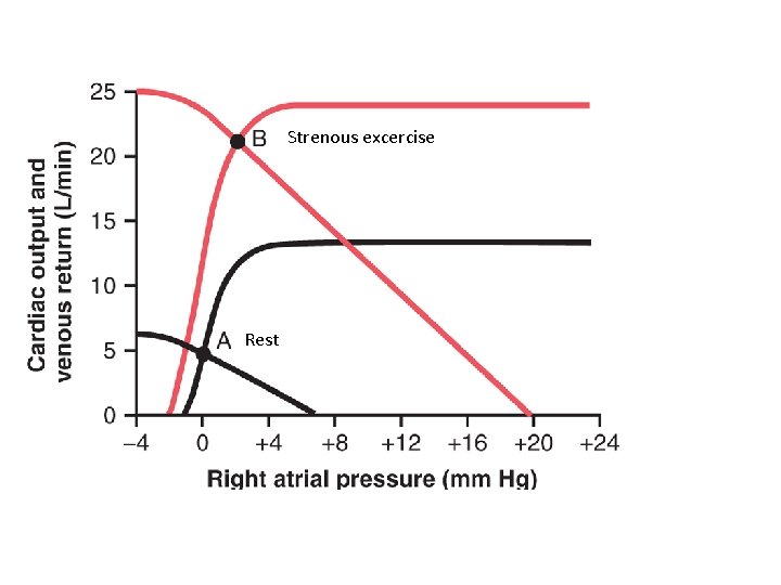 Strenous excercise Rest 