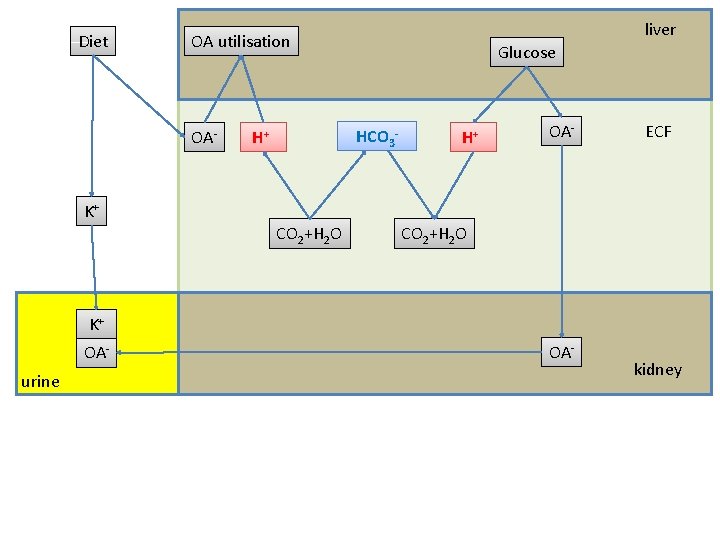 Diet liver OA utilisation OA- Glucose HCO 3 - H+ OA- ECF K+ CO