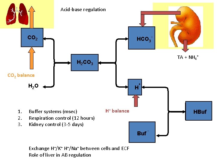 Acid-base regulation HCO 3 - CO 2 TA + NH 4+ H 2 CO