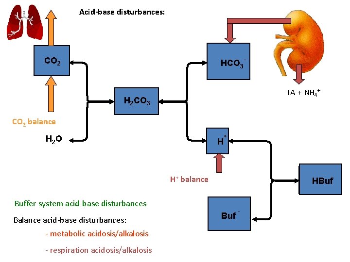 Acid-base disturbances: HCO 3 - CO 2 TA + NH 4+ H 2 CO