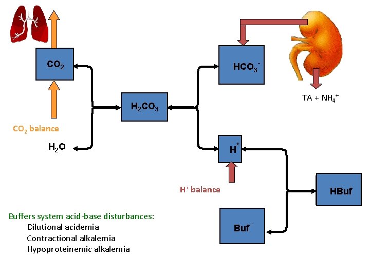 HCO 3 - CO 2 TA + NH 4+ H 2 CO 3 CO