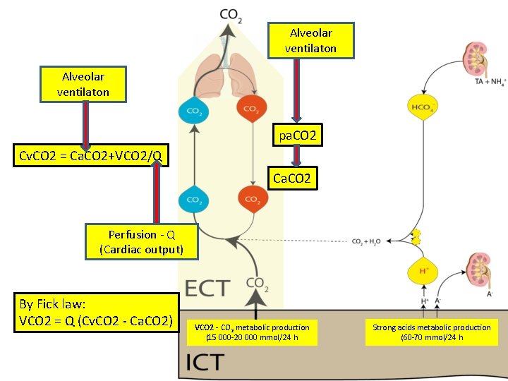 Alveolar ventilaton pa. CO 2 Cv. CO 2 = Ca. CO 2+VCO 2/Q Ca.