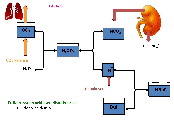 Dilution HCO 3 - CO 2 TA + NH 4+ H 2 CO 3