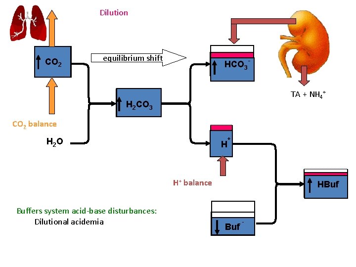 Dilution CO 2 equilibrium shift HCO 3 TA + NH 4+ H 2 CO