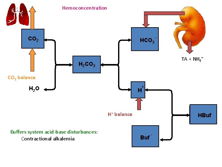 Hemoconcentration HCO 3 - CO 2 TA + NH 4+ H 2 CO 3