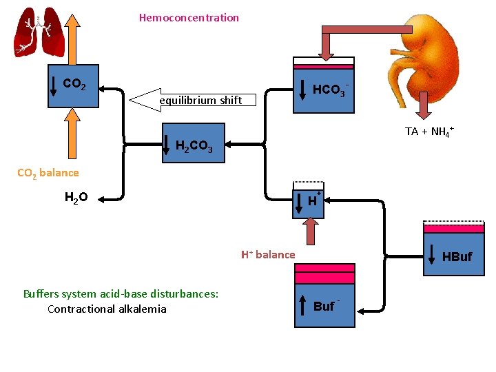 Hemoconcentration CO 2 equilibrium shift HCO 3 TA + NH 4+ H 2 CO