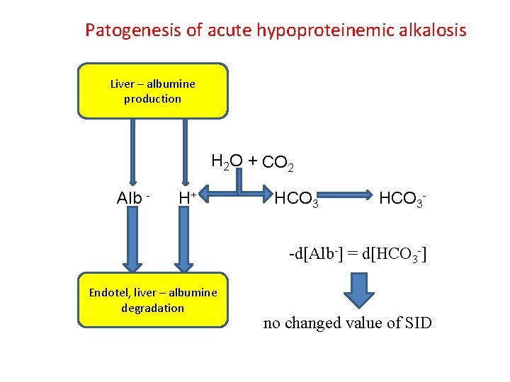 Patogenesis of acute hypoproteinemic alkalosis Liver – albumine production H 2 O + CO