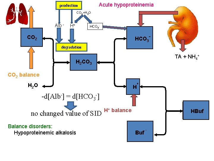 Acute hypoproteinemia production CO 2 +H 2 O Alb - H+ HCO 3 -