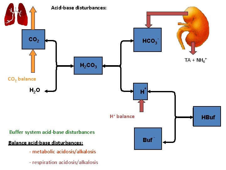 Acid-base disturbances: HCO 3 - CO 2 TA + NH 4+ H 2 CO