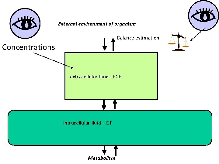 External environment of organism Balance estimation Concentrations extracellular fluid - ECF intracellular fluid -