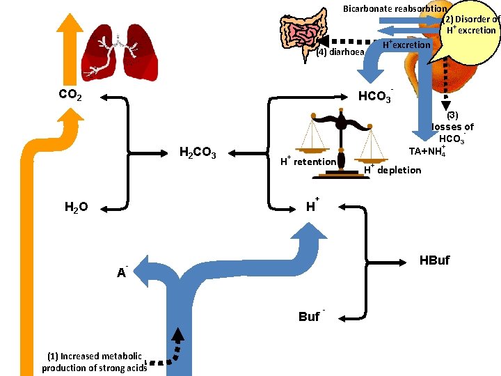 Bicarbonate reabsorbtion (2) Disorder of + H excretion H+excretion (4) diarhoea CO 2 HCO