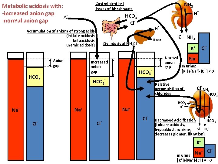 Cl Anion gap - Urea HCO 3 - Cl Cl- Normal Na+ anion In