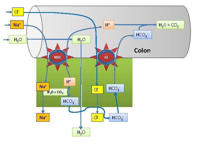 Cl. Na+ H+ H 2 O H 20 + CO 2 HCO 3 -