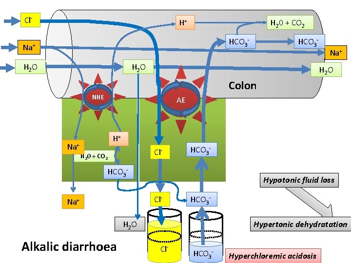 Cl- H+ H 20 + CO 2 HCO 3 - Na+ H 2 O